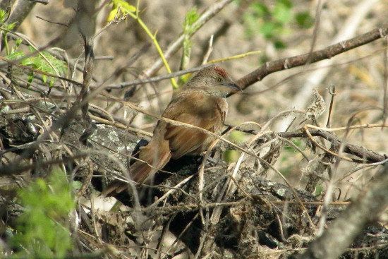 Espinero pecho manchado/Freckle-breasted Thornbird