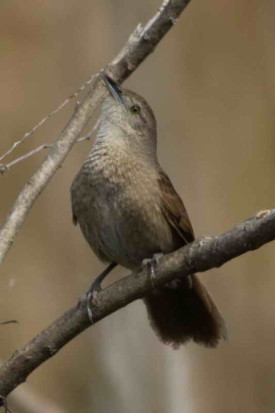 Espinero pecho manchado/Freckle-breasted Thornbird