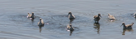 Falaropo/Wilson's Phalarope