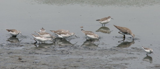 Falaropo/Wilson's Phalarope