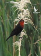 Federal/Scarlet-headed Blackbird