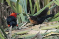 Federal/Scarlet-headed Blackbird