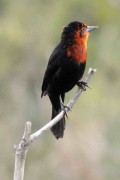 Federal/Scarlet-headed Blackbird