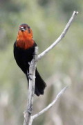 Federal/Scarlet-headed Blackbird