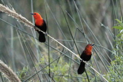 Federal/Scarlet-headed Blackbird