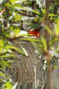 Federal/Scarlet-headed Blackbird