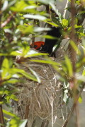 Federal/Scarlet-headed Blackbird