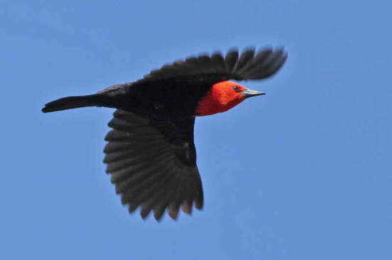 Federal/Scarlet-headed Blackbird