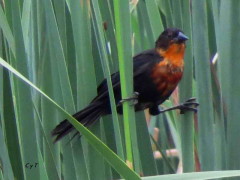 Federal/Scarlet-headed Blackbird