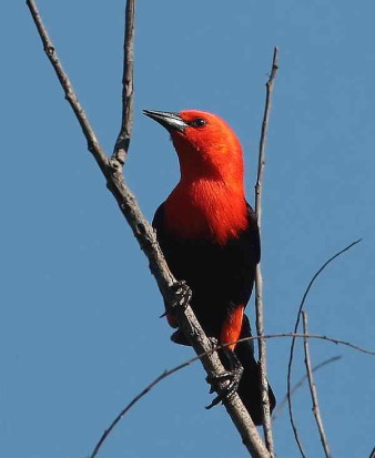 Federal/Scarlet-headed Blackbird