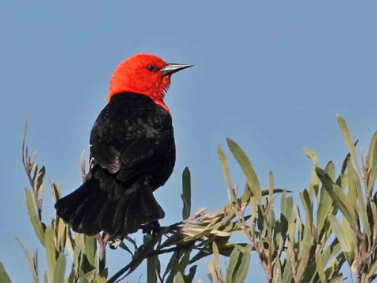 Federal/Scarlet-headed Blackbird