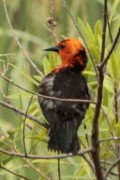 Federal/Scarlet-headed Blackbird