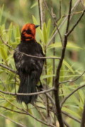 Federal/Scarlet-headed Blackbird