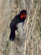 Federal/Scarlet-headed Blackbird