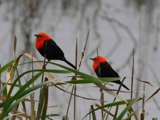 Federal/Scarlet-headed Blackbird