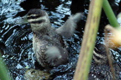 Pato fierro/Masked Duck