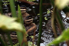 pato fierro/Masked Duck