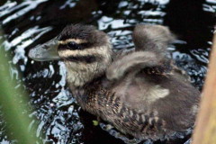 Pato fierro/Masked Duck