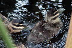 Pato fierro/Masked Duck