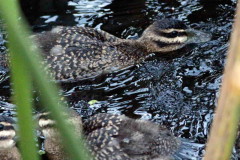 Pato fierro/Masked Duck