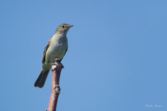 Fiofío grande/Large Elaenia