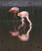 Flamenco austral/Chliean Flamingo