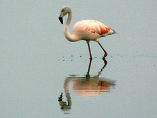 Flamenco austral/Chilean Flamingo