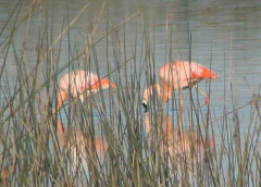 Flamenco austral/Chliean Flamingo