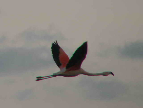 Flamenco austral/Chliean Flamingo