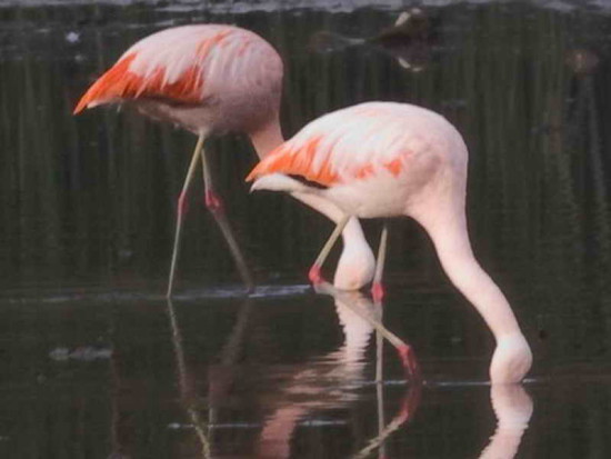 Flamenco austral/Chilean Flamingo