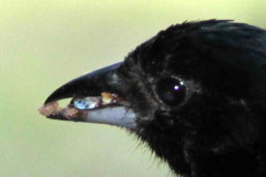 Frutero negro/White-lined Tanager