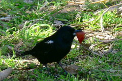 Frutero negro/White-lined Tanager