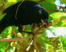 Frutero negro/White-lined Tanager