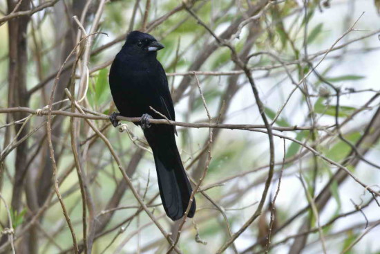 Frutero negro/White-lined Tanager