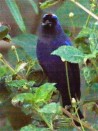 Frutero azul/Diademed Tanager