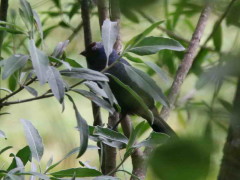 Frutero azul/Diademed Tanager