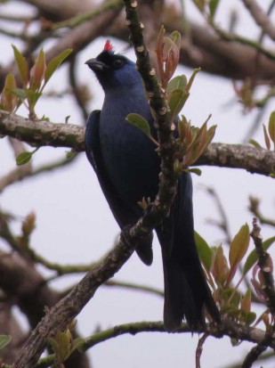 Frutero azul/Diademed Tanager