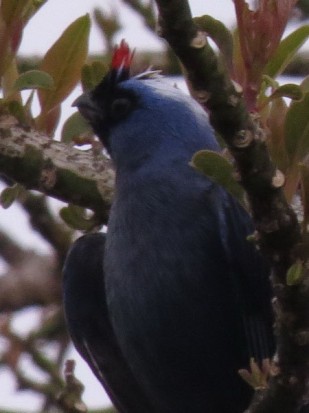 Frutero azul/Diademed Tanager