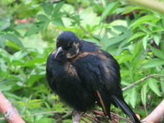 Frutero negro/White-lined Tanager