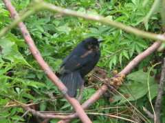 Frutero negro/White-lined Tanager