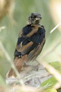 Frutero negro/White-lined Tanager