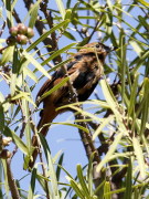 Frutero negro/White-lined Tanager