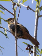 Frutero negro/White-lined Tanager