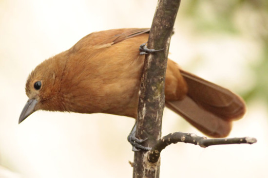 Frutero negro/White-lined Tanager