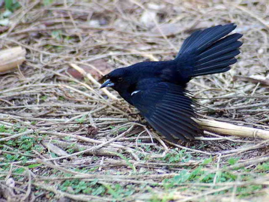 Frutero negro/White-lined Tanager