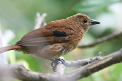 Frutero negro/White-lined Tanager