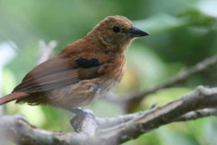 Frutero negro/White-lined Tanager