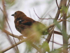 Frutero negro/White-lined Tanager