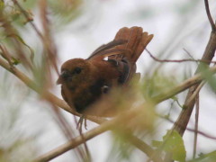 Frutero negro/White-lined Tanager