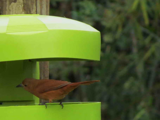 Frutero negro/White-lined Tanager